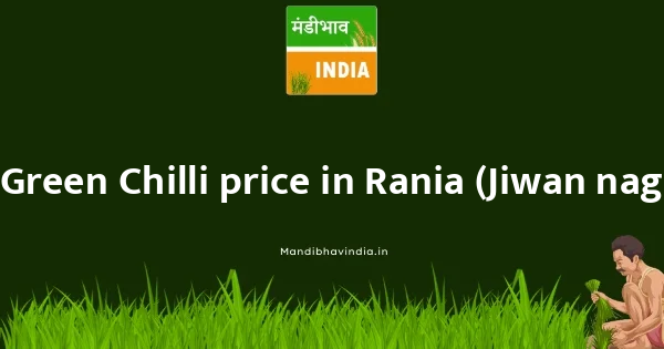 Green Chilli price